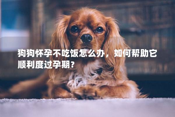 狗狗怀孕不吃饭怎么办，如何帮助它顺利度过孕期？