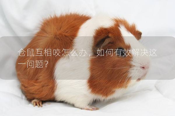 仓鼠互相咬怎么办，如何有效解决这一问题？