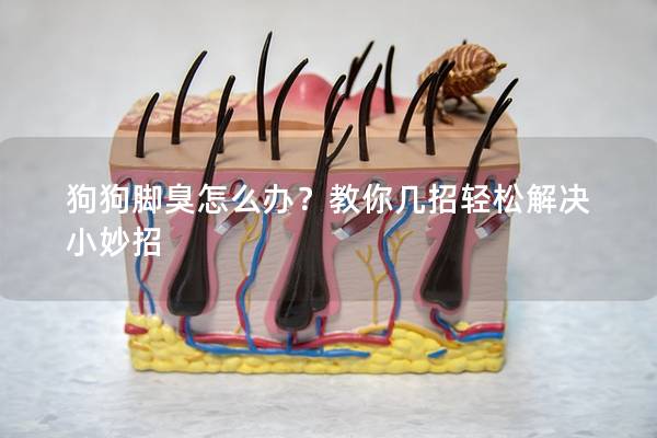 狗狗脚臭怎么办？教你几招轻松解决小妙招