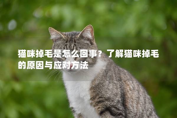 猫咪掉毛是怎么回事?了解猫咪掉毛的原因与应对方法 猫咪掉毛是怎么回事?了解猫咪掉毛的原因与应对方法