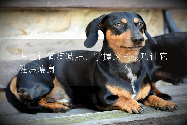 怎么让狗狗减肥，掌握这些技巧让它健康瘦身
