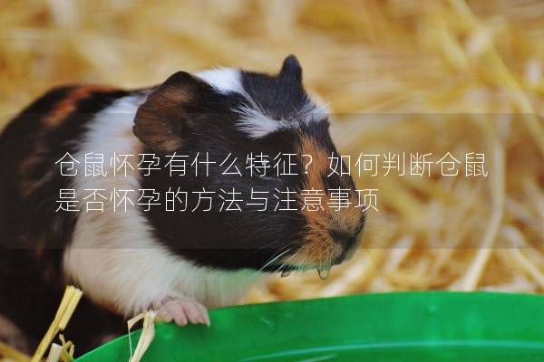 仓鼠怀孕有什么特征？如何判断仓鼠是否怀孕的方法与注意事项