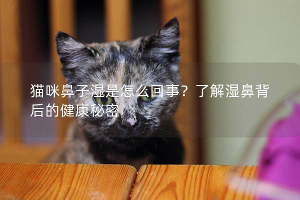 猫咪鼻子湿是怎么回事？了解湿鼻背后的健康秘密