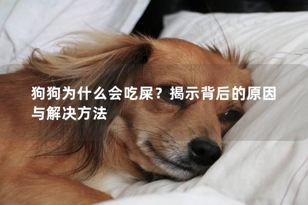 狗狗为什么会吃屎？揭示背后的原因与解决方法
