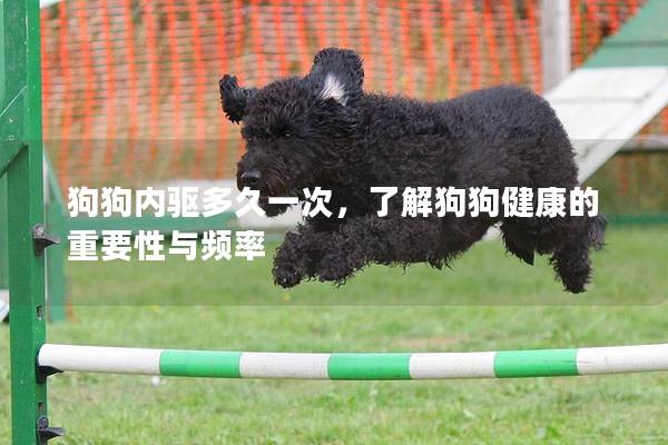 狗狗内驱多久一次，了解狗狗健康的重要性与频率