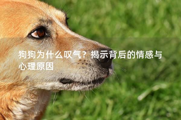 狗狗为什么叹气？揭示背后的情感与心理原因