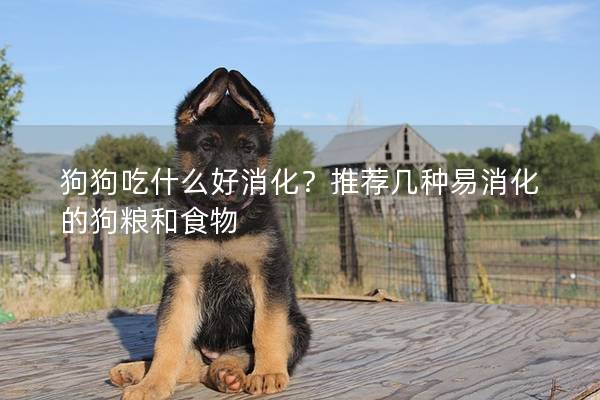 狗狗吃什么好消化？推荐几种易消化的狗粮和食物