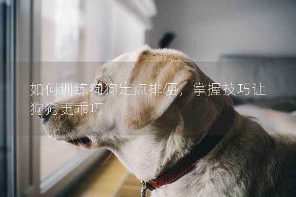 如何训练狗狗定点排便，掌握技巧让狗狗更乖巧