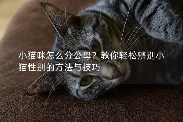 小猫咪怎么分公母？教你轻松辨别小猫性别的方法与技巧