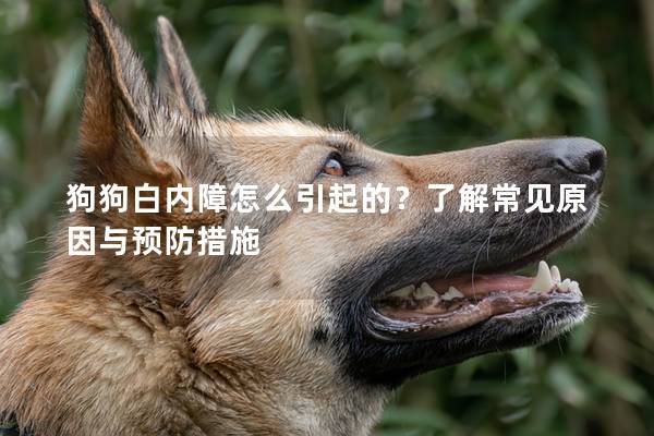 狗狗白内障怎么引起的？了解常见原因与预防措施