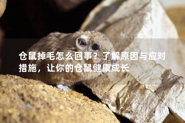 仓鼠掉毛怎么回事?了解原因与应对措施,让你的仓鼠健康成长 仓鼠掉毛怎么回事?了解原因与应对措施,让你的仓鼠健康成长