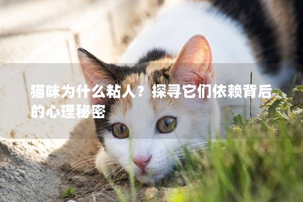 猫咪为什么粘人？探寻它们依赖背后的心理秘密