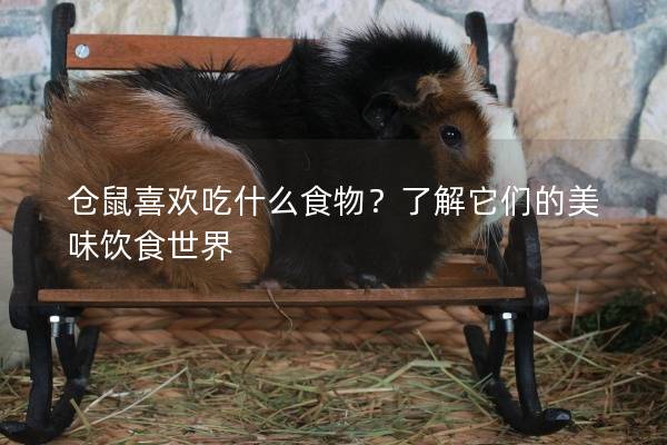 仓鼠喜欢吃什么食物？了解它们的美味饮食世界