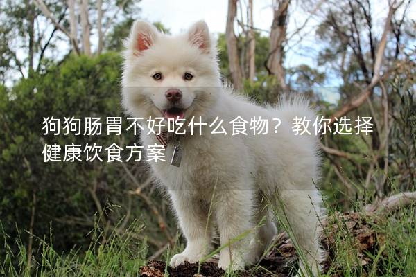 狗狗肠胃不好吃什么食物？教你选择健康饮食方案