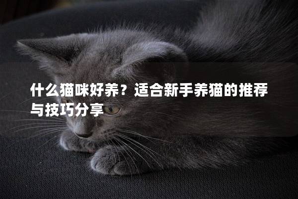 什么猫咪好养?适合新手养猫的推荐与技巧分享 什么猫咪好养?适合新手养猫的推荐与技巧分享