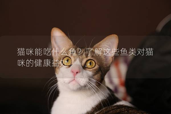 猫咪能吃什么鱼?了解这些鱼类对猫咪的健康益处 猫咪能吃什么鱼?了解这些鱼类对猫咪的健康益处