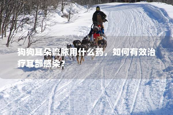 狗狗耳朵流脓用什么药，如何有效治疗耳部感染？