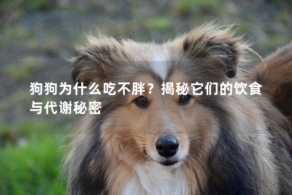 狗狗为什么吃不胖？揭秘它们的饮食与代谢秘密