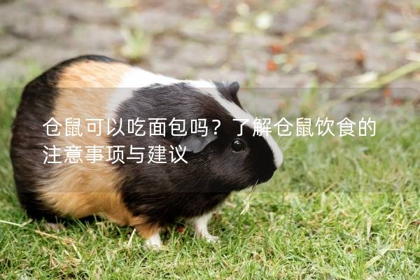 仓鼠可以吃面包吗？了解仓鼠饮食的注意事项与建议