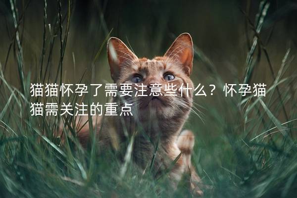 猫猫怀孕了需要注意些什么?怀孕猫猫需关注的重点 猫猫怀孕了需要注意些什么?怀孕猫猫需关注的重点