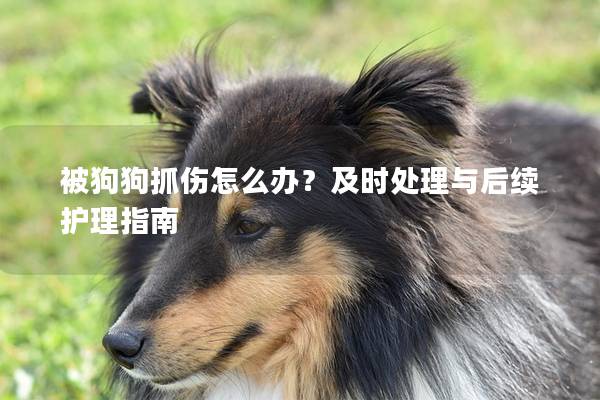 被狗狗抓伤怎么办？及时处理与后续护理指南