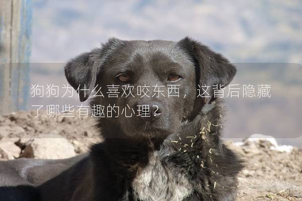 狗狗为什么喜欢咬东西，这背后隐藏了哪些有趣的心理？