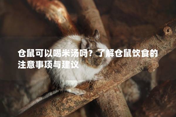 仓鼠可以喝米汤吗？了解仓鼠饮食的注意事项与建议