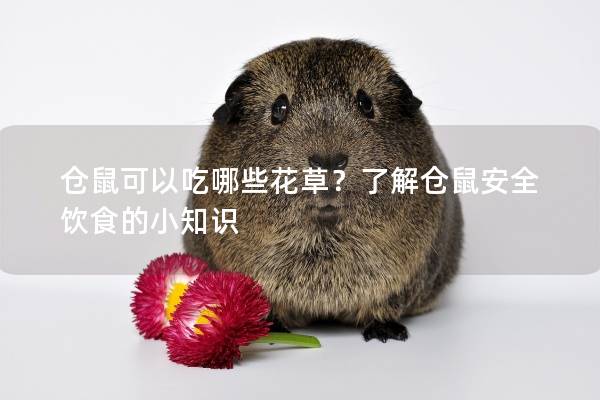 仓鼠可以吃哪些花草？了解仓鼠安全饮食的小知识