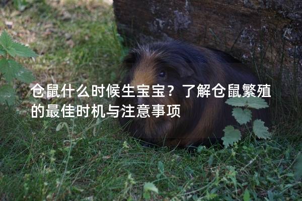 仓鼠什么时候生宝宝？了解仓鼠繁殖的最佳时机与注意事项