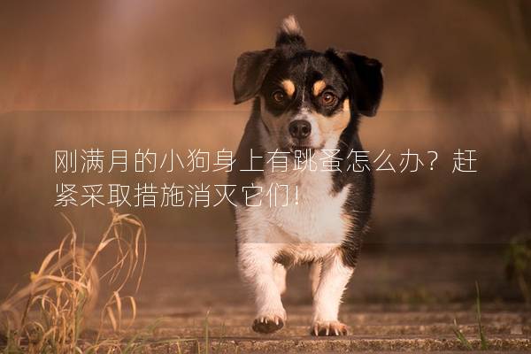 刚满月的小狗身上有跳蚤怎么办？赶紧采取措施消灭它们!