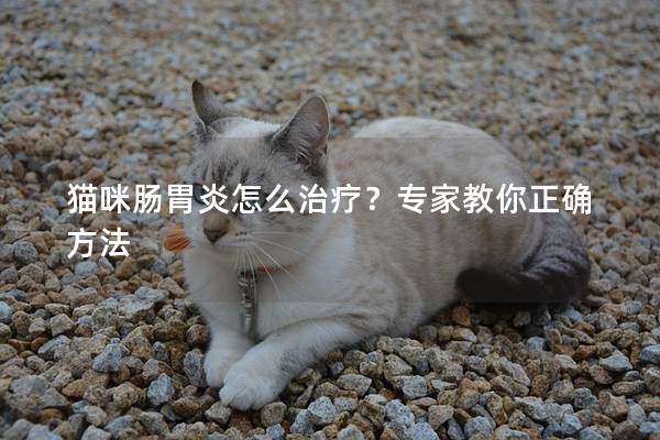 猫咪肠胃炎怎么治疗？专家教你正确方法