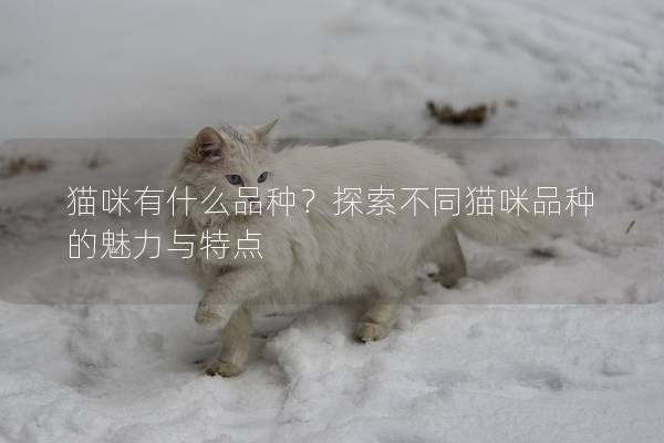猫咪有什么品种?探索不同猫咪品种的魅力与特点 猫咪有什么品种?探索不同猫咪品种的魅力与特点