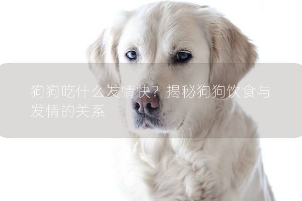 狗狗吃什么发情快？揭秘狗狗饮食与发情的关系