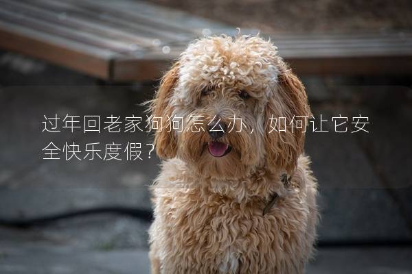过年回老家狗狗怎么办，如何让它安全快乐度假？