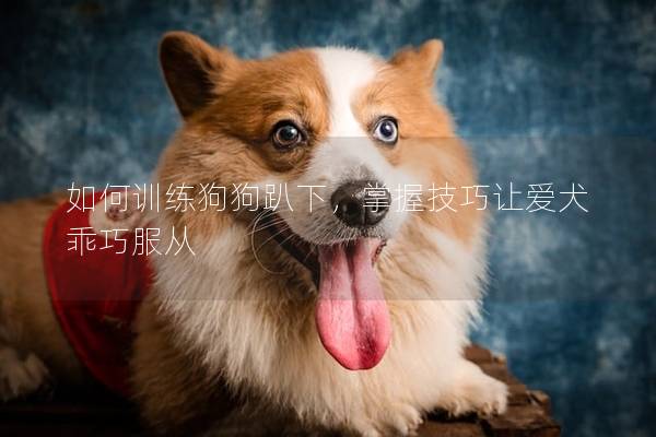 如何训练狗狗趴下，掌握技巧让爱犬乖巧服从
