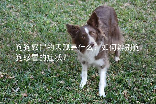 狗狗感冒的表现是什么？如何辨别狗狗感冒的症状？