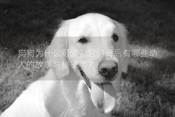 狗狗为什么可爱?它们背后有哪些动人的故事与秘密呢? 狗狗为什么可爱?它们背后有哪些动人的故事与秘密呢?