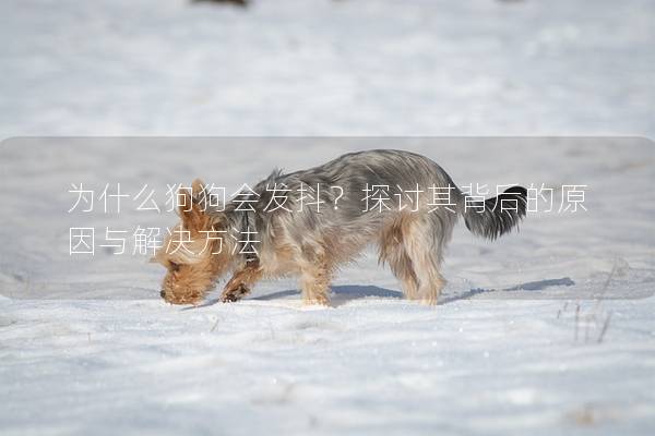 为什么狗狗会发抖？探讨其背后的原因与解决方法