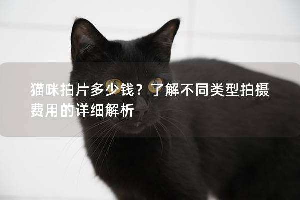 猫咪拍片多少钱？了解不同类型拍摄费用的详细解析