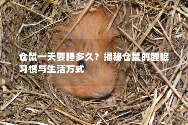 仓鼠一天要睡多久？揭秘仓鼠的睡眠习惯与生活方式
