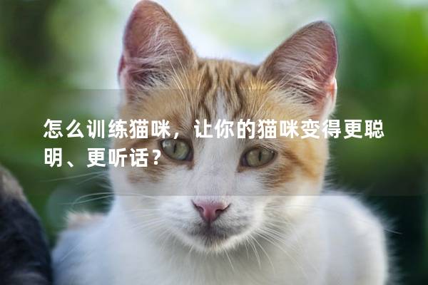 怎么训练猫咪，让你的猫咪变得更聪明、更听话？