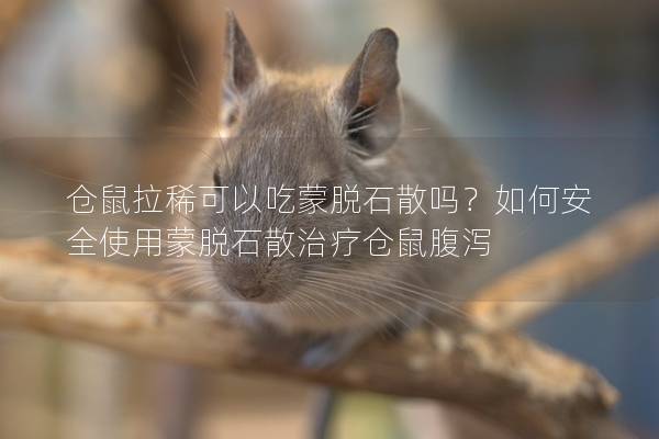 仓鼠拉稀可以吃蒙脱石散吗？如何安全使用蒙脱石散治疗仓鼠腹泻