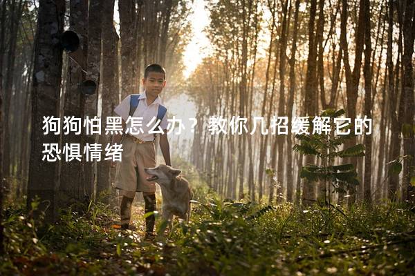 狗狗怕黑怎么办？教你几招缓解它的恐惧情绪