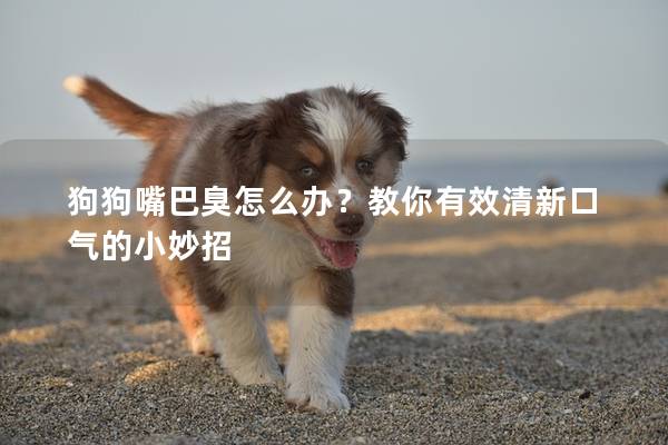 狗狗嘴巴臭怎么办？教你有效清新口气的小妙招