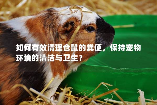 如何有效清理仓鼠的粪便，保持宠物环境的清洁与卫生？