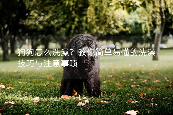 狗狗怎么洗澡？教你简单易懂的洗澡技巧与注意事项