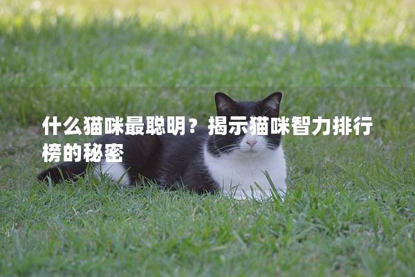 什么猫咪最聪明？揭示猫咪智力排行榜的秘密