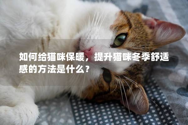 如何给猫咪保暖，提升猫咪冬季舒适感的方法是什么？