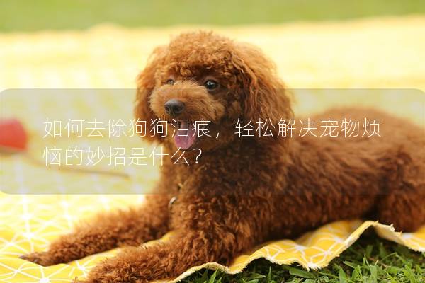 如何去除狗狗泪痕，轻松解决宠物烦恼的妙招是什么？