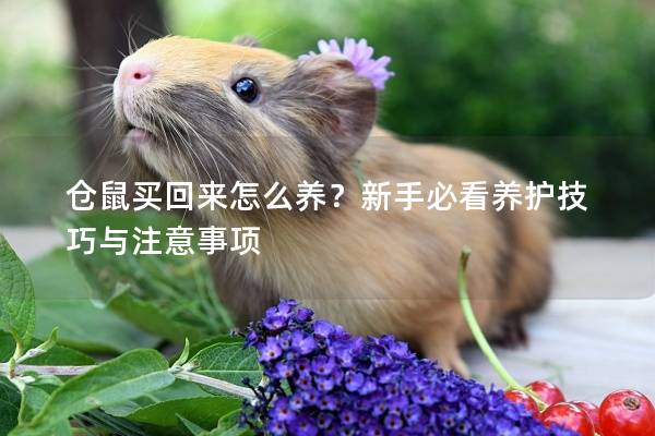仓鼠买回来怎么养？新手必看养护技巧与注意事项